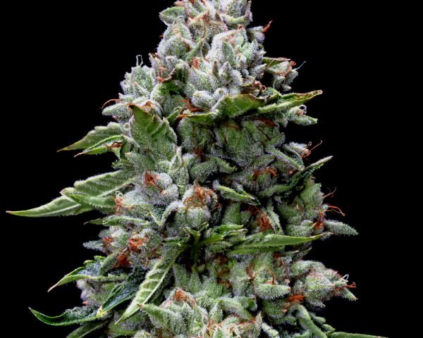Kosher_Kush_DNA_Genetics