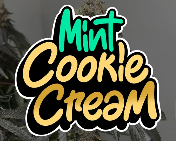 Mint Cookie Cream - Capa