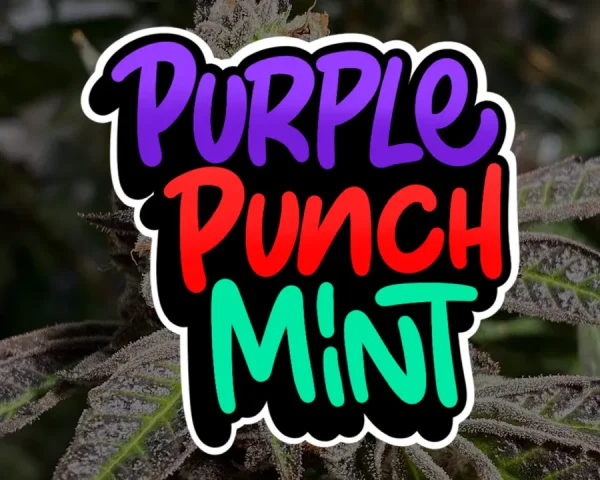 Purple Punch Mint - Capa